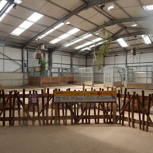 Reticulated giraffe indoors 020721