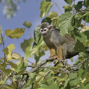Squirrel monkey
