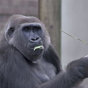 Gorilla 'Kala'