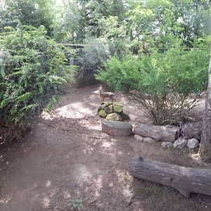 Kirk's dik-dik enclosure 020721