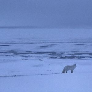 Arctic Fox - Alaska