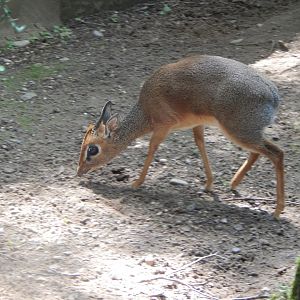 Kirk's dik-dik 020721