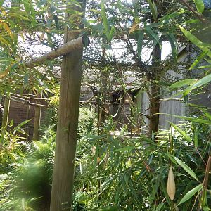 Common marmoset enclosure 020721