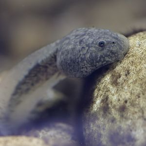 Titicaca water frog tadpole