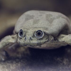 Titicaca water frog