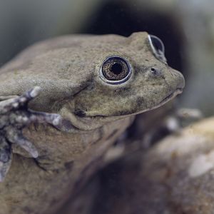 Titicaca water frog