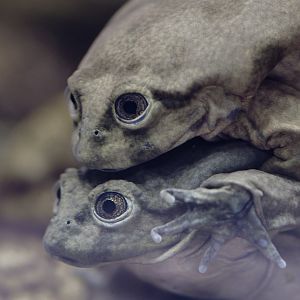 Titicaca water frogs in amplexus
