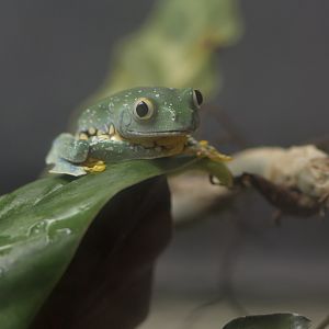 Fringed leaf frog