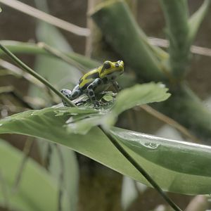 Sira poison dart frog