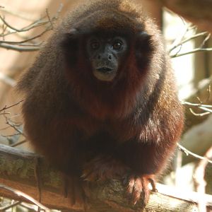 Red titi 020721
