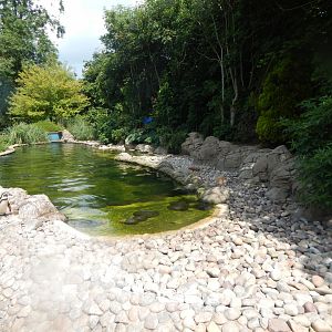 Humboldt penguin enclosure 020721