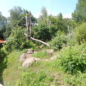 Bush dog enclosure 020721