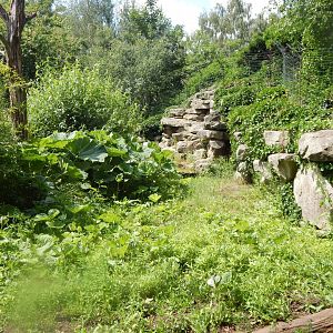 Bush dog enclosure 020721