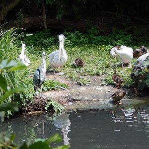 Pink-backed pelicans 020721