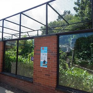 Silvery-cheeked hornbill aviary 020721