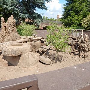 Meerkat enclosure 020721