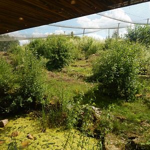 Snow leopard enclosure 020721