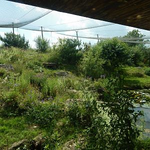 Snow leopard enclosure 020721