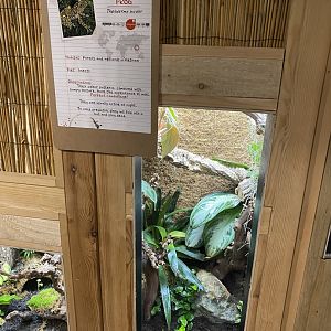 Gibbon Forest - Chapa bug-eyed frog exhibit 020721