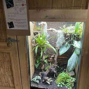 Gibbon Forest - Williams' electric blue gecko exhibit 020721