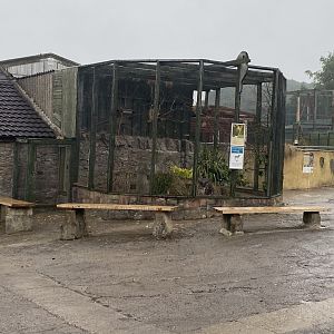 Black-headed weaver aviary 240721