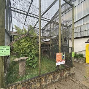 Black and white ruffed lemur enclosure 240721