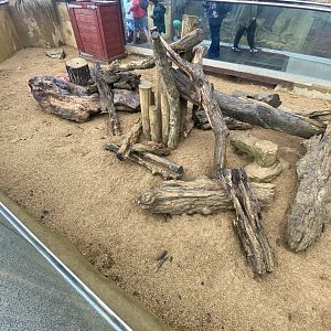 Meerkat enclosure 240721