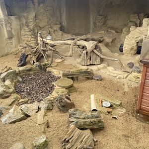 Meerkat enclosure 240721