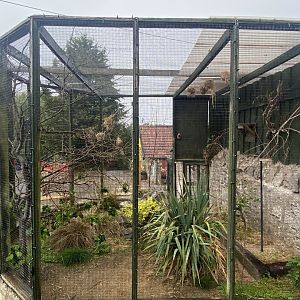 Black-headed weaver aviary 240721