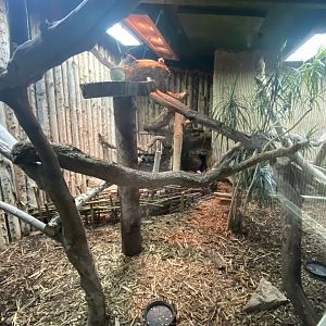 Green iguana exhibit 240721