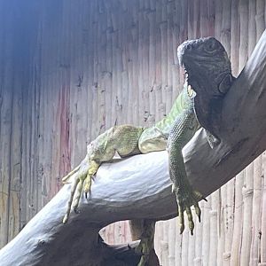 Green iguana 240721