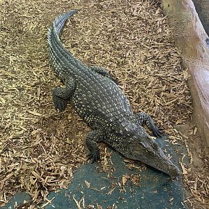 Nile crocodile 240721
