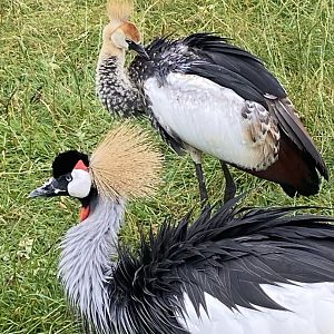 Eastern grey crowned-cranes 240721