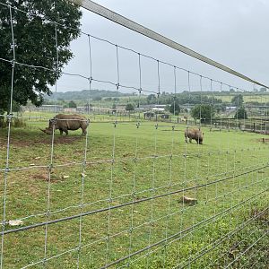 Southern white rhinoceros enclosure 240721