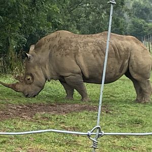 Southern white rhinoceros 240721