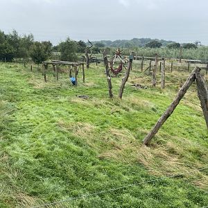 Spectacled bear enclosure 240721