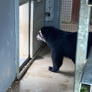 Spectacled bear 240721