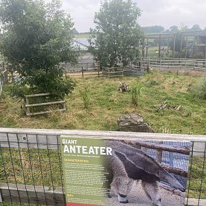 Giant anteater enclosure 240721