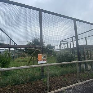 White-headed vulture aviary 240721