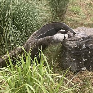 Giant anteater 240721