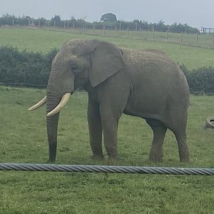 African elephant 240721