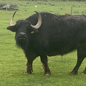South European waterbuffalo 240721