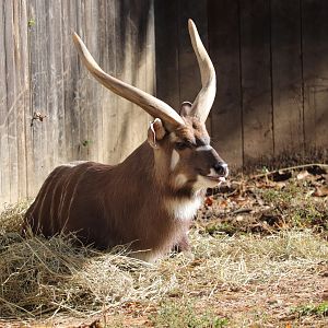 Cheetah Conservation Station - Sitatunga - Waylon