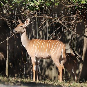 Cheetah Conservation Station - Lesser Kudu