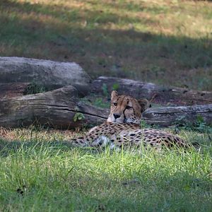 Cheetah Conservation Station - Cheetah