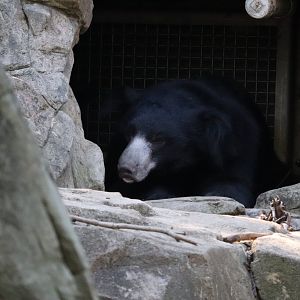 Asia Trail - Sloth Bear - Niko
