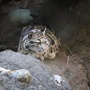 Asia Trail - Clouded Leopard