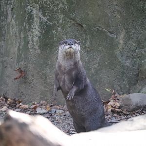 Asia Trail - Asian Small-Clawed Otter
