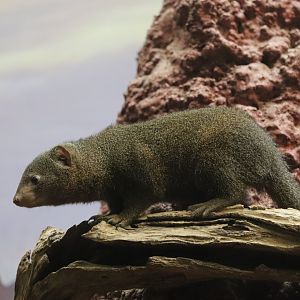 Small Mammal House - Dwarf Mongoose