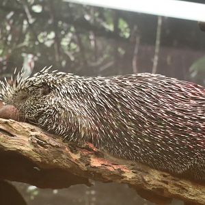 Small Mammal House - Prehensile-Tailed Porcupine